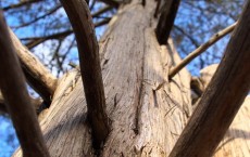 Eastern Red Cedar