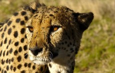 Cheetah