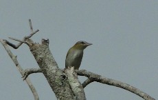 Climate change, increasing temperatures alter bird migration patterns