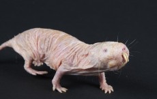 Naked Mole Rat