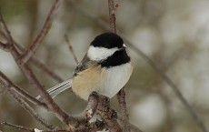 Black-Capped Chickadee