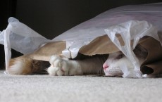 Plastic Grocery Bag Cat