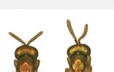 Wing Size Differences Between 2 Nasonia Wasp Species