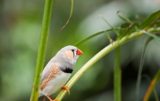 Zebra Finch