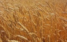 Crop Wheat