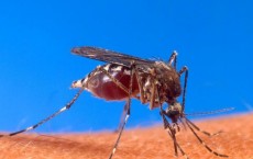 Mosquito Malaria