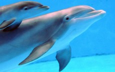 Dolphin