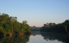 Amazon Rainforest