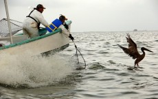 Deepwater Horizon Bird Rescue