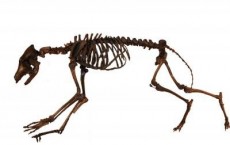 Skeleton of an Ice Age Coyote (Canis latrans orcutti) from the Rancho La Brea Tar Pits
