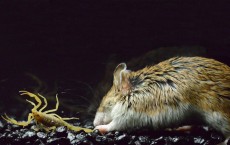 Grasshopper Mice Immune to Deadly Bark Scorpion Stings: Study 