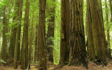 Redwood Trees