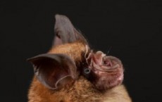 Chinese Horseshoe Bat