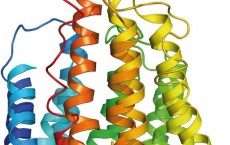 RUB researchers explain channelrhodopsin