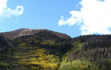 Lodgepole Pine Forest