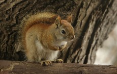 Red Squirrel