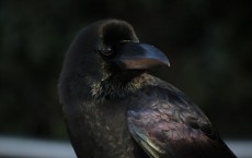 Crow