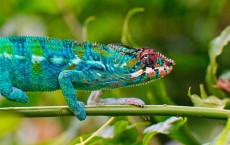 Chameleon