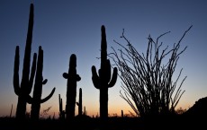 Sonoran Desert