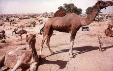 Camels Not to be Blamed for Warming of Earth, Study