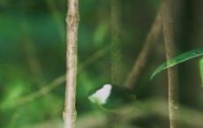 Manakin Birds of Central America