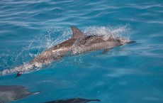 Spinner Dolphin