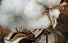 Cotton Plant