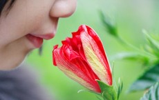 Smell Flower