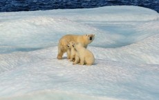 Polar Bears