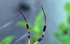 Nephila clavipes