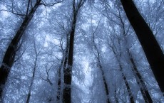 Barren Winter Forest