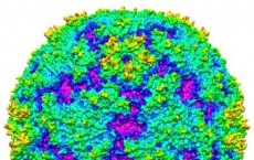 3-D Reconstruction of Enterovirus 71