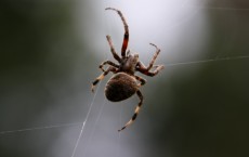 Spider Hanging in Web