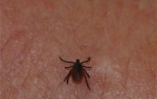 Blacklegged Tick