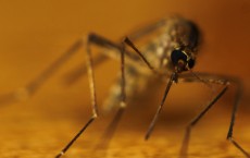 Malaria is Transmitted to Humans Through Infected Mosquitos