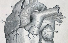 Statins could become more widely used among heart disease patients.