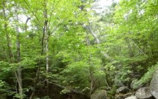 A Stream in Hubbard Brook Experimental Forest