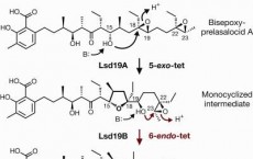 X-rays Reveal How Soil Bacteria Carry Out Surprising Chemistry