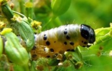 Parsnip Webworm