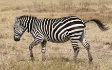 zebra