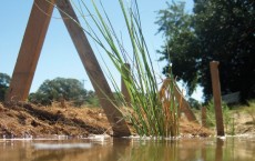 New report questions hard-edged 'living shorelines' in estuaries