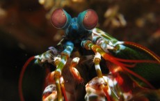 Mantis Shrimp