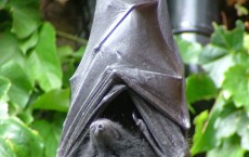 Bat