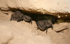 There are 45 bat species across the United States.