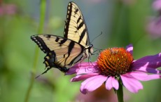 Eastern Tiger Swallowtail Butterfly