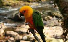 Parrot, Sun Conure