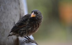 Charles Darwin used Galapagos finches in his theory of evolution by natural selection.