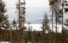 Arctic Trees