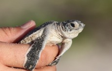 Green Sea Turtle