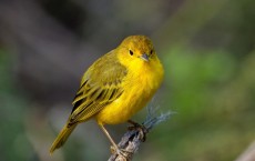 Yellow Warbler